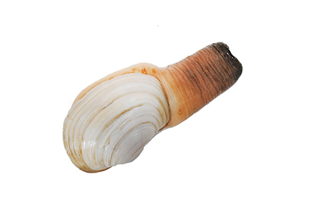 geoduck 2